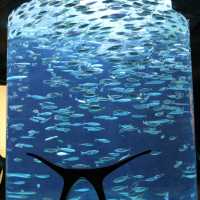 Atlantis The Palm Dubai โรงแรมบนเกาะที่ถมขึ้นมา