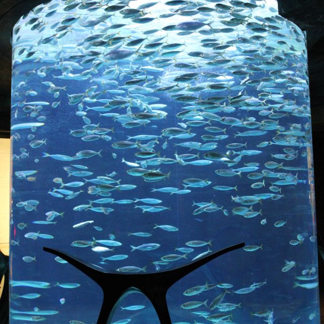 Atlantis The Palm Dubai โรงแรมบนเกาะที่ถมขึ้นมา
