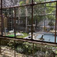 姫路の歴史ある動物園は絶対行くべき癒され空間！入園料210円姫路市立動物園【動物編】