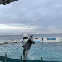【千葉県】日本ではわずか2カ所のみ！鴨川シーワールドでシャチと対面！