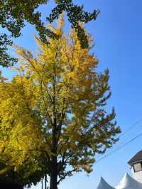 서울 근교 아산 산책하기 좋은 곡교천 은행나무길🍂