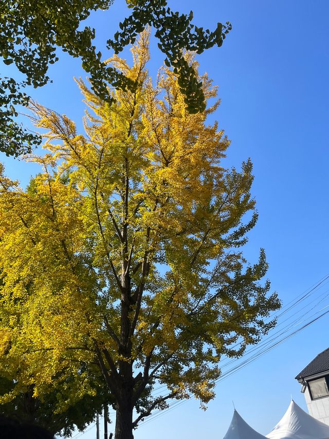 서울 근교 아산 산책하기 좋은 곡교천 은행나무길🍂