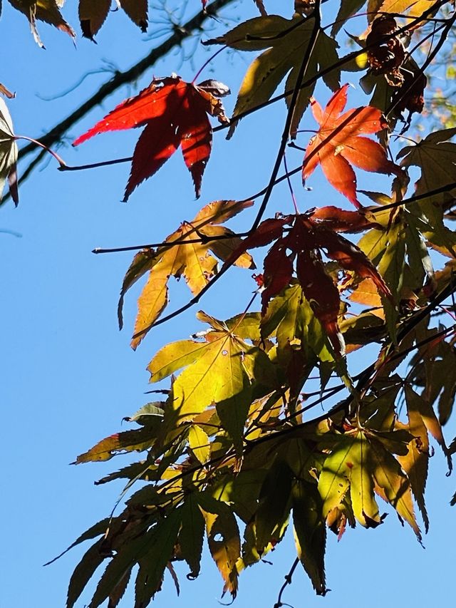 【神奈川県/源氏山公園】自然豊かな鎌倉の公園