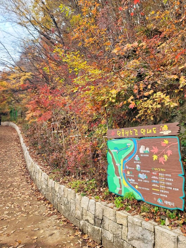 알록달록 붉은 단풍이 아름다운 태백 가을여행🍁 알록달록 붉은 단풍이 아름다운 태백 가을여행🍁