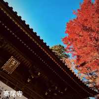 東京紅葉實況