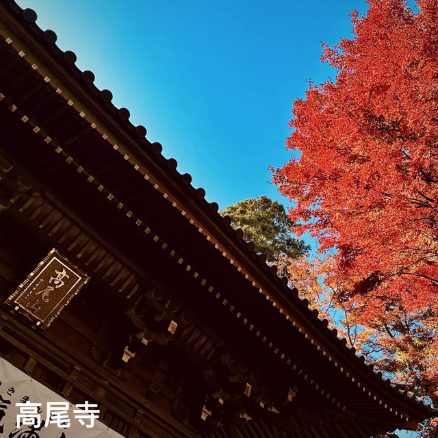 東京紅葉實況