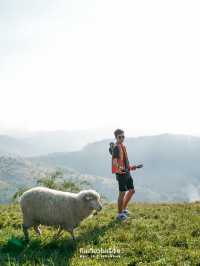มาดอยช้างอย่าลืมแวะมาหาน้องแกะกันนะ🐏