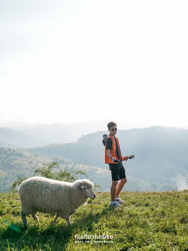 มาดอยช้างอย่าลืมแวะมาหาน้องแกะกันนะ🐏