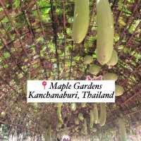 Maple Gardens @Kanchanaburi TH