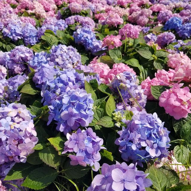 五彩繽紛繡球花三月十日起維園展美態