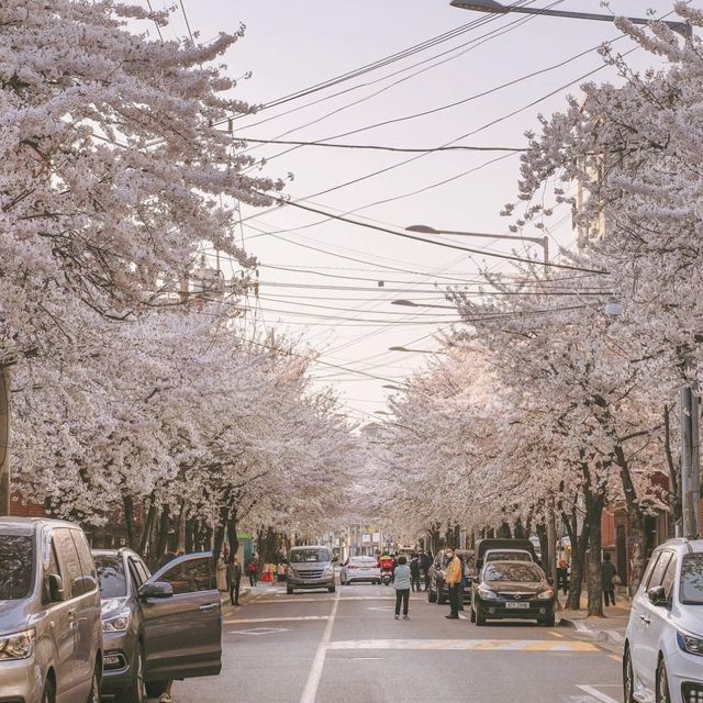 홍대에서 가까운 벚꽃 명소 망리단길 