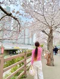벚꽃명소 ! 다양한꽃들이 많은 부산 온천천 🌸