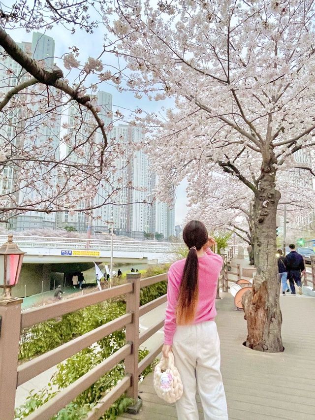 벚꽃명소 ! 다양한꽃들이 많은 부산 온천천 🌸