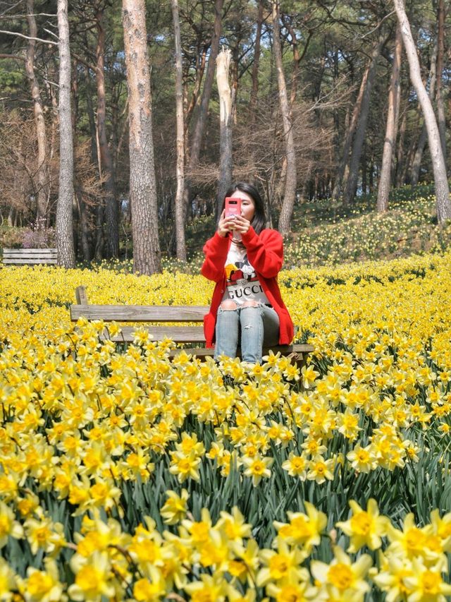이제 곧 만개할 수선화천국💛서산 유기방가옥