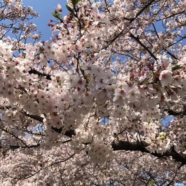 櫻花🌸大爆發👍🏻東京近郊宿河原站