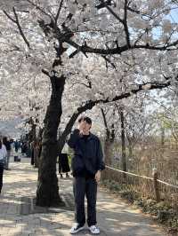 만개한 벚꽃은 여의도 한강공원에서!