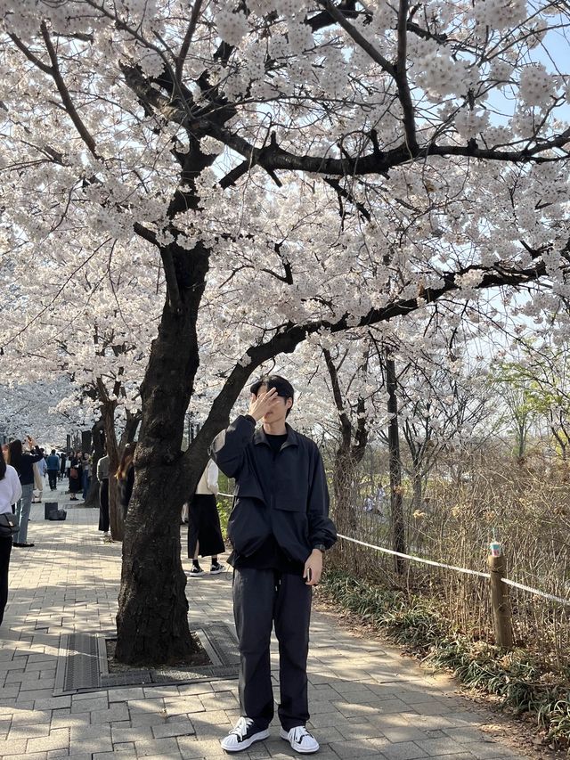 만개한 벚꽃은 여의도 한강공원에서!