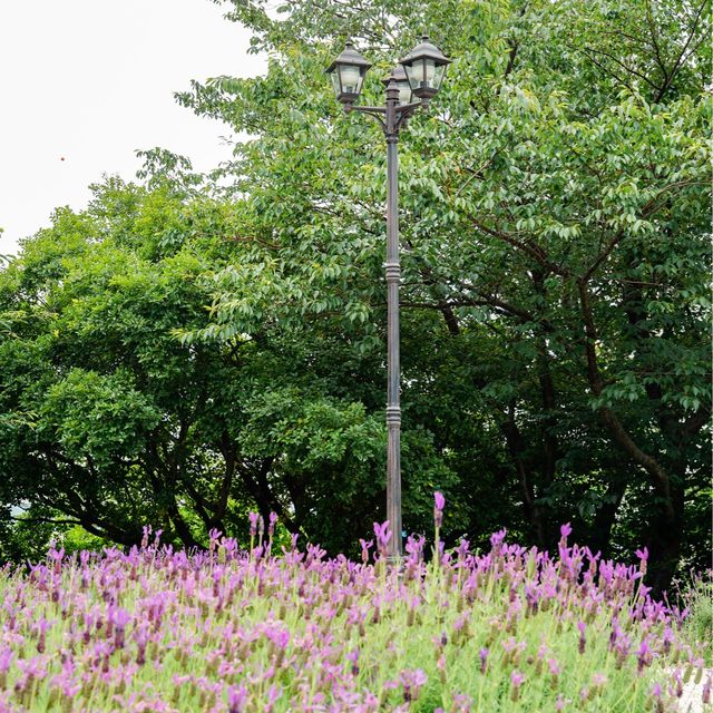 울산 꽃구경 장생포 라벤더 정원