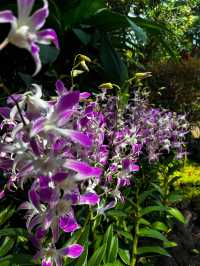 National Orchid Garden Escape