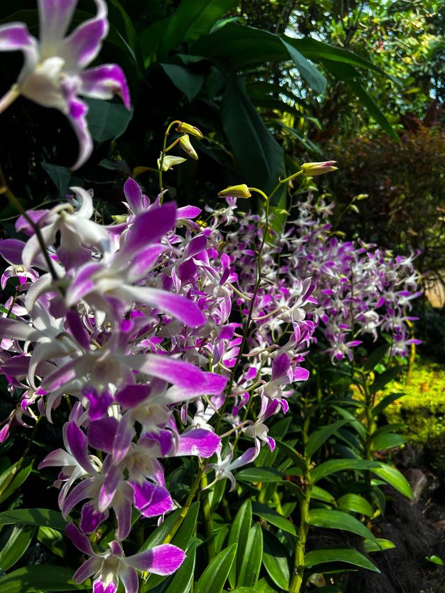 National Orchid Garden Escape