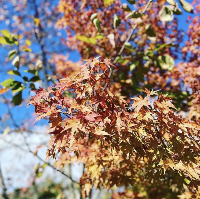 円山公園