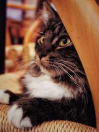 旺角新開貓貓餐廳之meowtini  cat  cafe  &  bar
