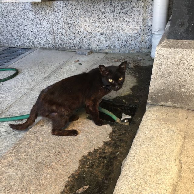 繁華街にある立派なお寺【萬行寺】