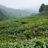 馬來西亞| 金馬倫高園茶園之旅🍃