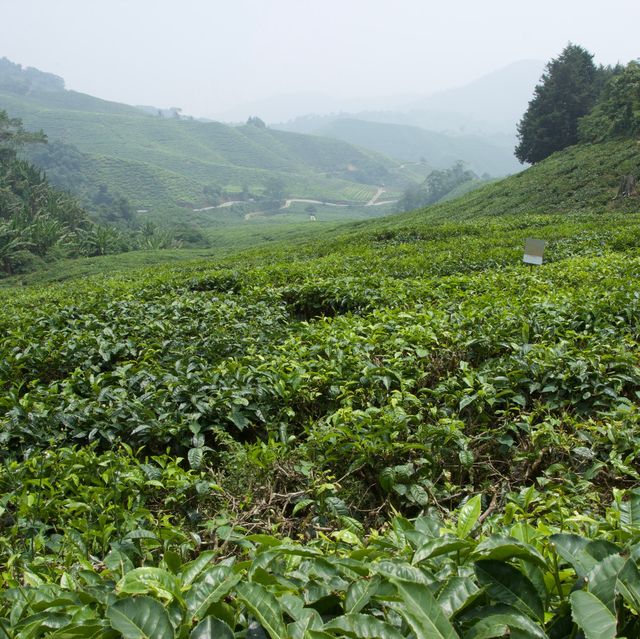 馬來西亞| 金馬倫高園茶園之旅🍃
