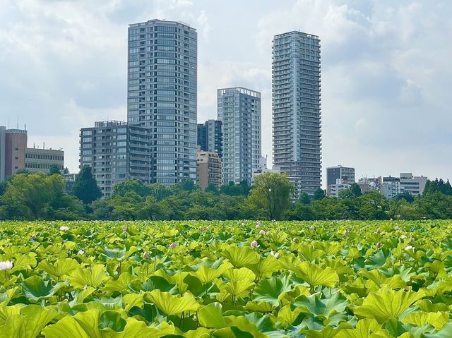 【東京都/不忍池】不忍池で蓮の花鑑賞