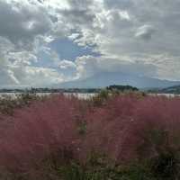 河口湖大石公園