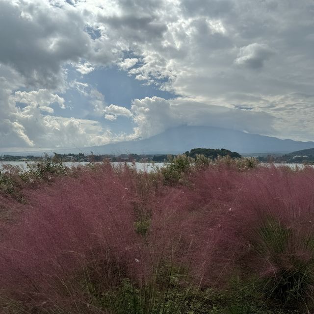 河口湖大石公園