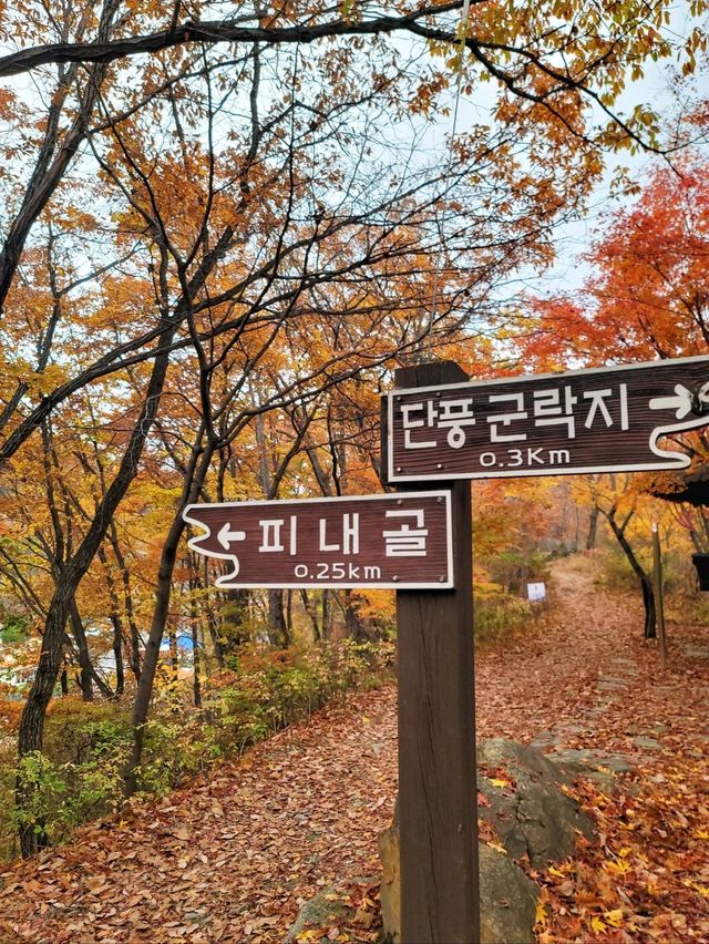 10월을 물들이는 단풍천국 태백 철암단풍군락지🍁