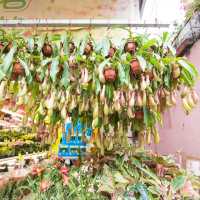 Unique Quirky Plants at Mongkok Flower Market