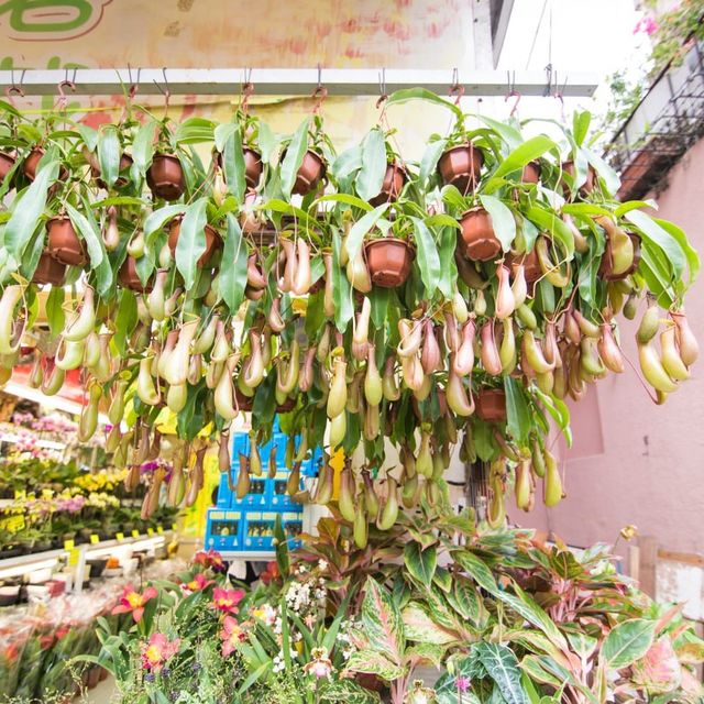 Unique Quirky Plants at Mongkok Flower Market