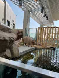 新感覚の都市型水族館☆アトア神戸