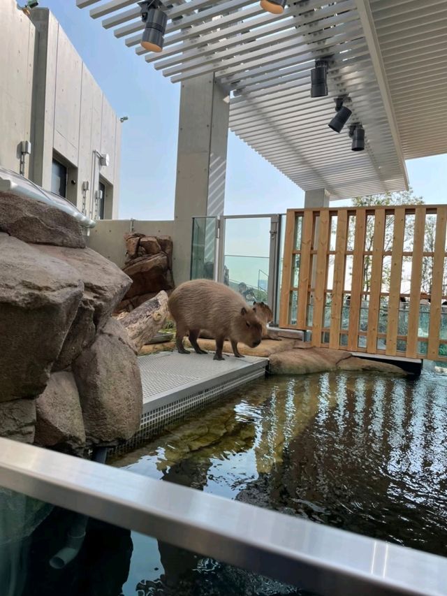 新感覚の都市型水族館☆アトア神戸