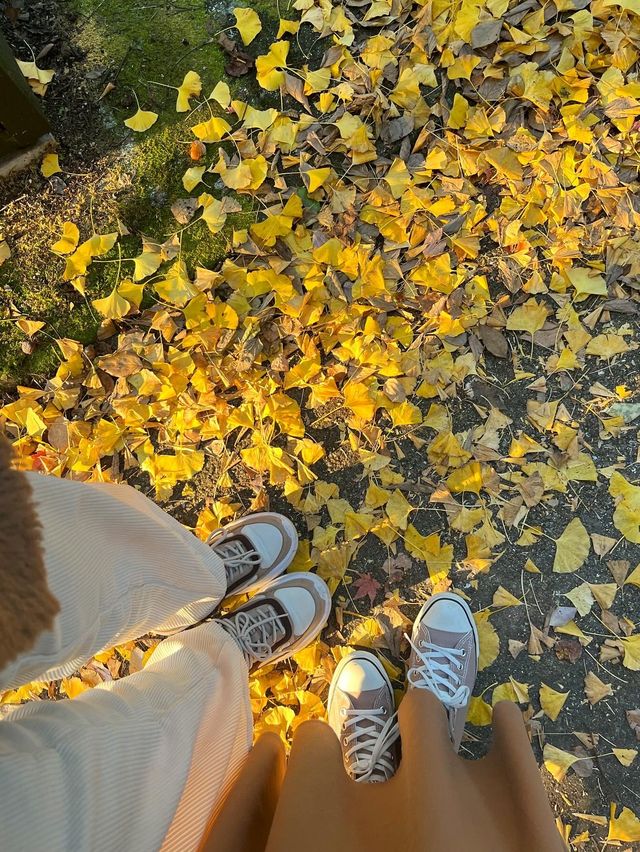 【福岡紅葉】有名な秋月城跡の紅葉🍁