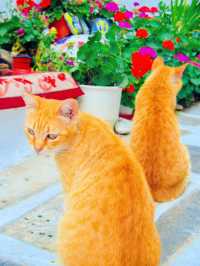 【ミコノス島🇬🇷】ねこ好き必見！ねこの島🐈‍⬛🐈🐾