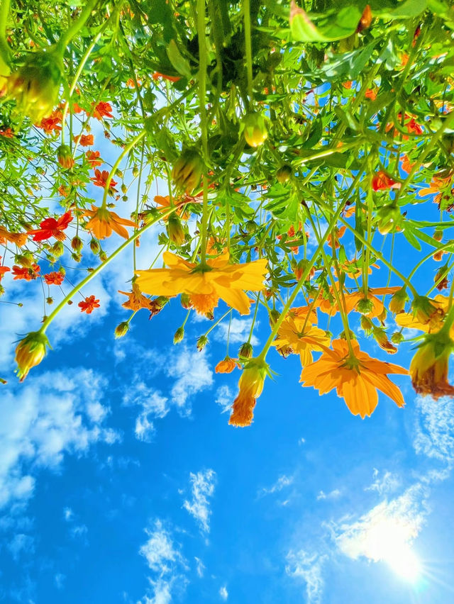 【愛知】秋の絶景！幻想的なコスモス畑が美しいモリコロパーク🌸
