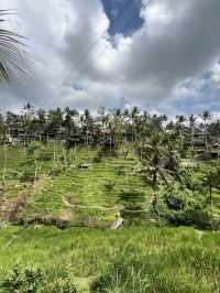 Ubud’s beauty 🌱🌳