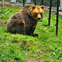 VISITING THE BEAR SANCTUARY BELITSA!
