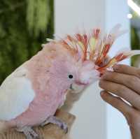 앵무새 만나볼 수 있는 카페, 어반오프🦜