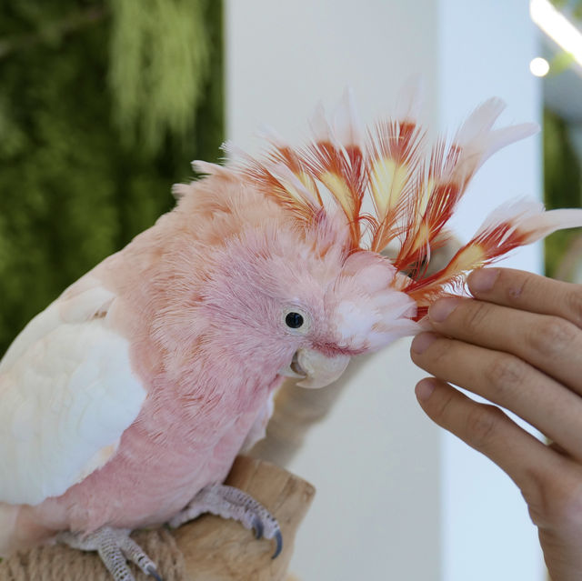 앵무새 만나볼 수 있는 카페, 어반오프🦜