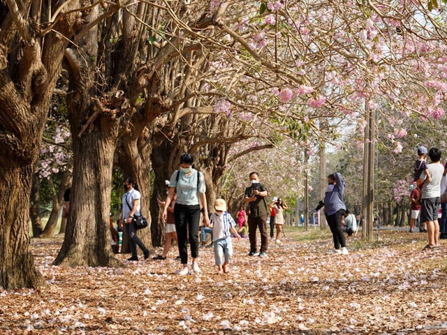 ชมพูพันธุ์ทิพย์ ม.เกษตรศาสตร์ กำแพงแสน