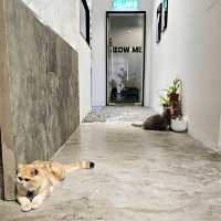 Coffee and desserts with the cats