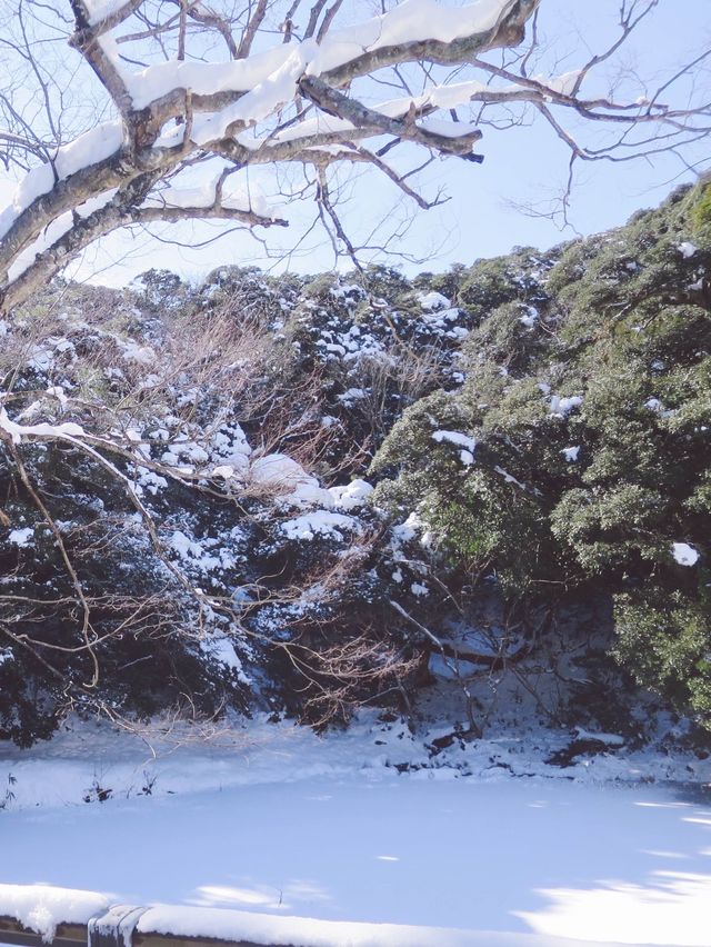 🇯🇵日本鳥取白兔神社🐰👣來到鳥取必去的可愛神社⛩️