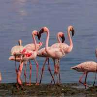 Sewri Mangrove Park