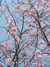 【静岡】今年のお花見はここで決まり🌸🍡【河津桜】
