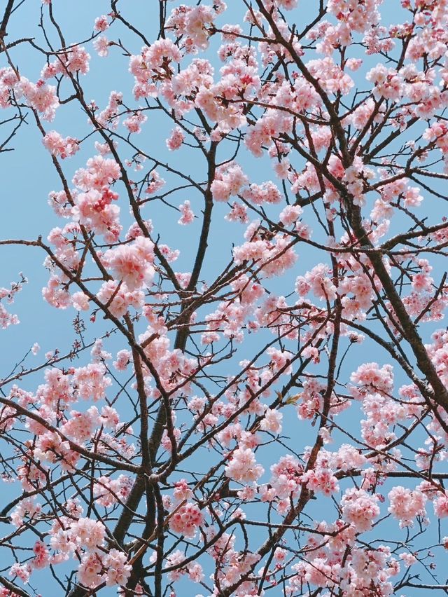 【静岡】今年のお花見はここで決まり🌸🍡【河津桜】